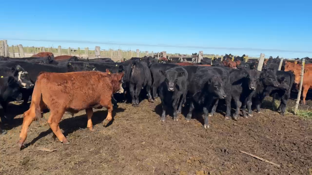 Lote 60 Terneros
