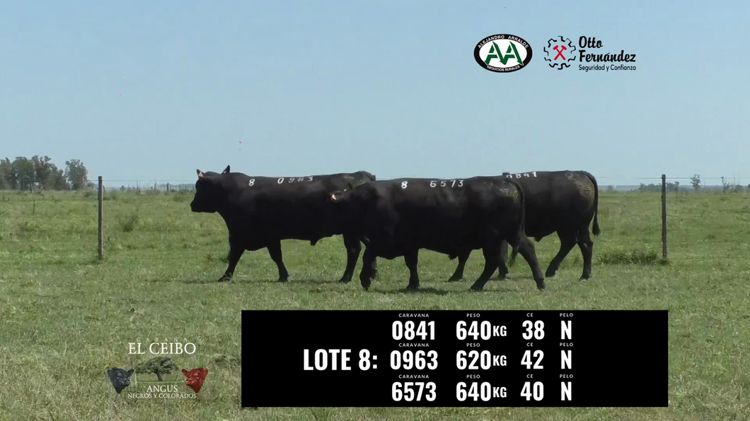 Lote 3 Toros a remate en El Ceibo - Angus, Artigas