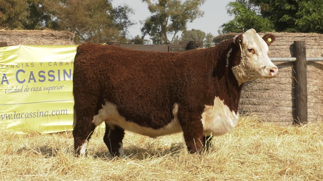 Lote VAQUILLONAS HEREFORD PURO PEDRIGREE "Lia"