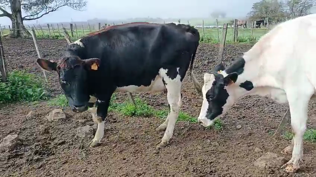 Lote 3 Vaquillonas  a remate en Pantalla Camy 450kg - , San José