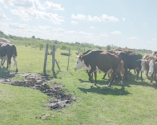 Lote 30 Vacas CUT preñadas en San José de Feliciano, Entre Ríos
