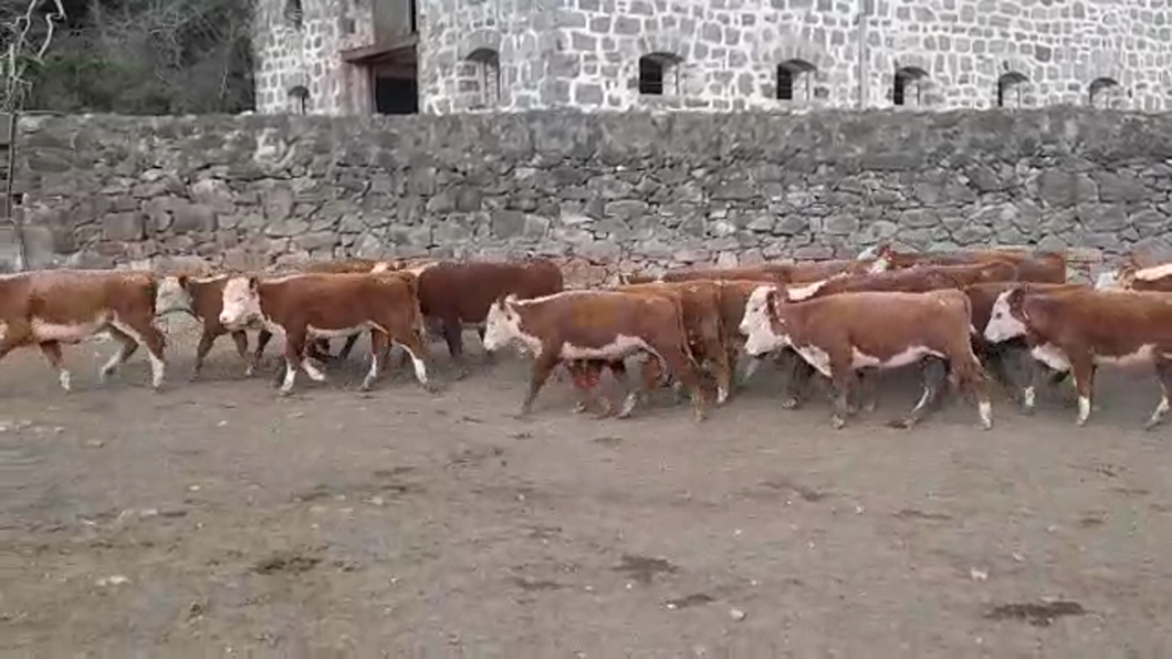 Lote (Vendido)23 Terneras HEREFORD a remate en PANTALLA FEDERICO GARLAND 173kg -  en RUTA 21