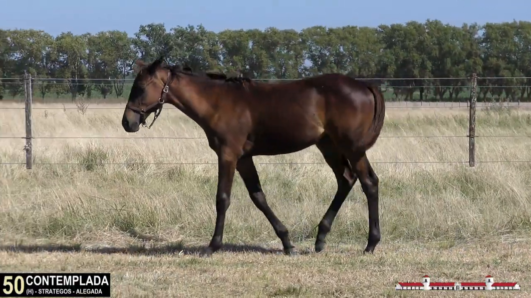 Lote CONTEMPLADA