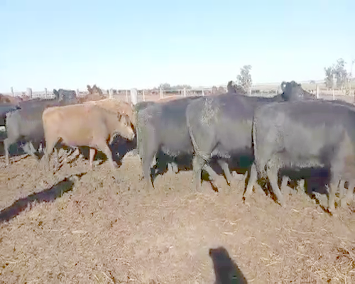Lote 53 Vacas CUT preñadas en Guaminí, Buenos Aires