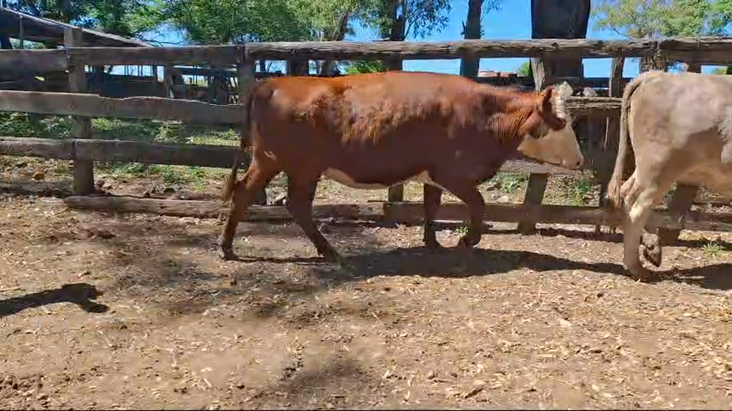 Lote 4 Vacas preñadas 2 HE,  1 RA,  1 CH a remate en 26° Remate Anual 505kg -  en BALTASAR BRUM