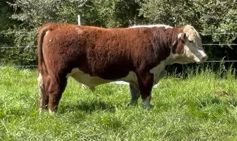 Lote 3 Toros Polled Hereford a remate en Alianza Angus, Treinta y Tres