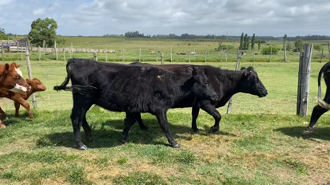 Lote 42 Piezas de cría en Maldonado, Gregorio Aznárez