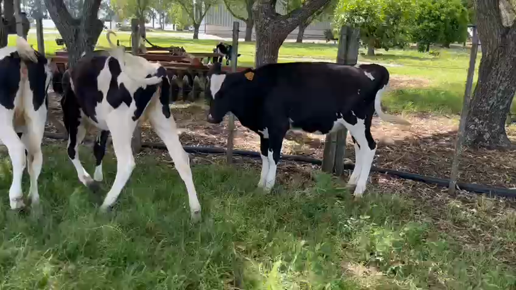 Lote 5 Terneras Holando a remate en Ultima Pantalla del Año - Escritorio Camy en Colonia Fernandez Crespo