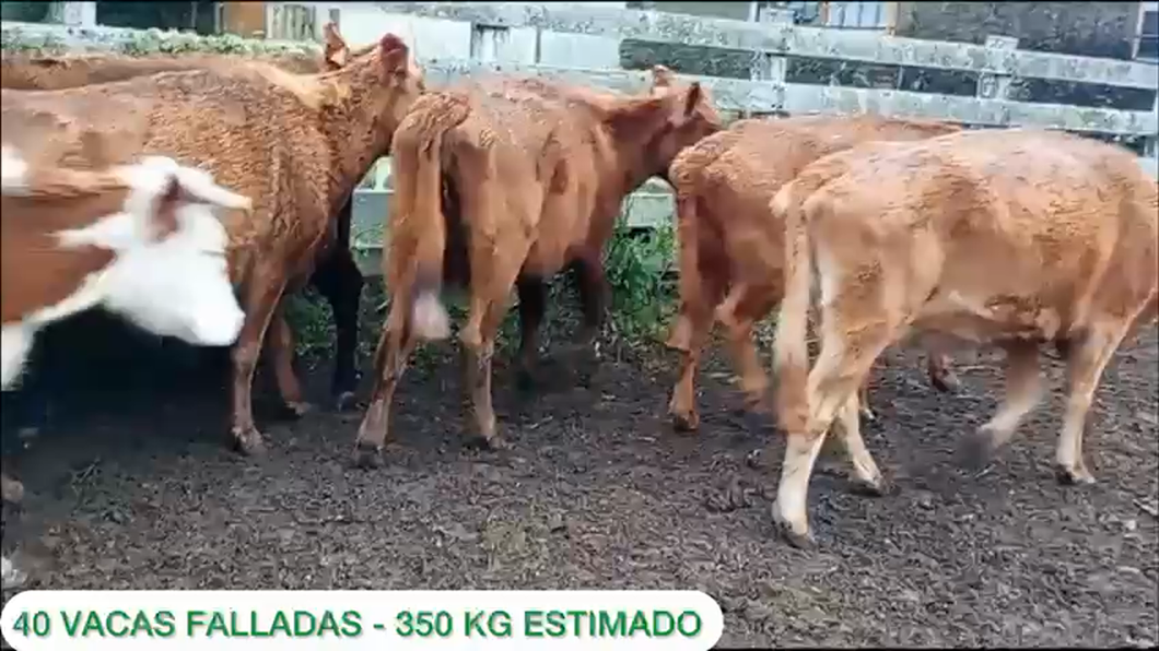 Lote 40 vacas falladas