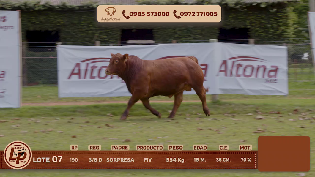 Lote MACHO