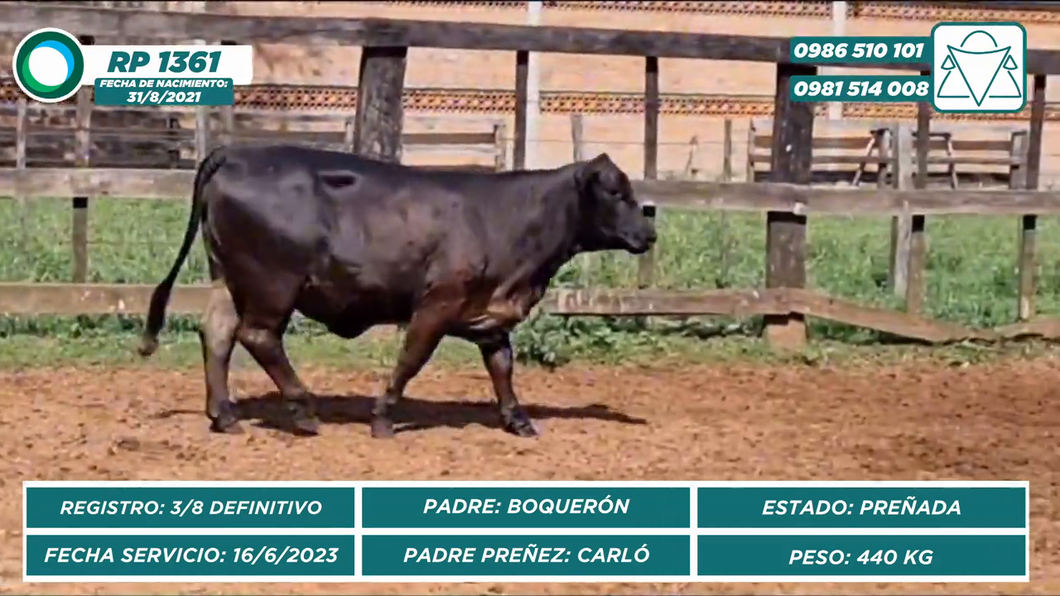 Lote VAQUILLAS