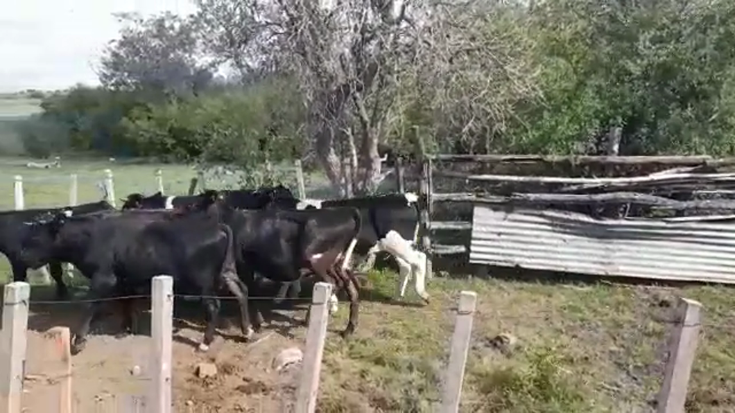 Lote MAMONES GORDOS