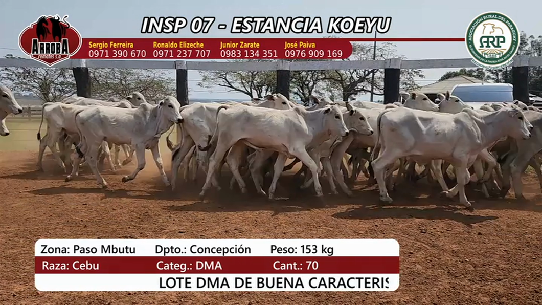 Lote Insp 7