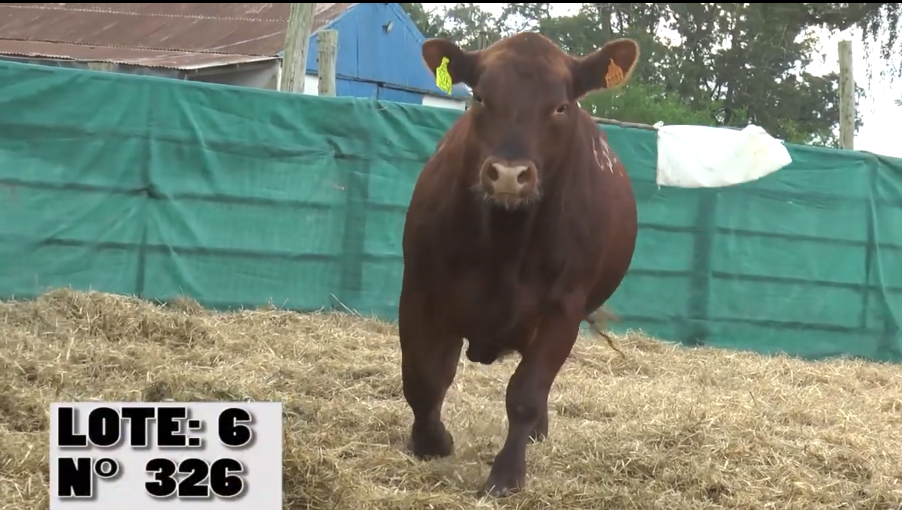 Lote 3 Toros a remate en Remate La Empastada , Artigas