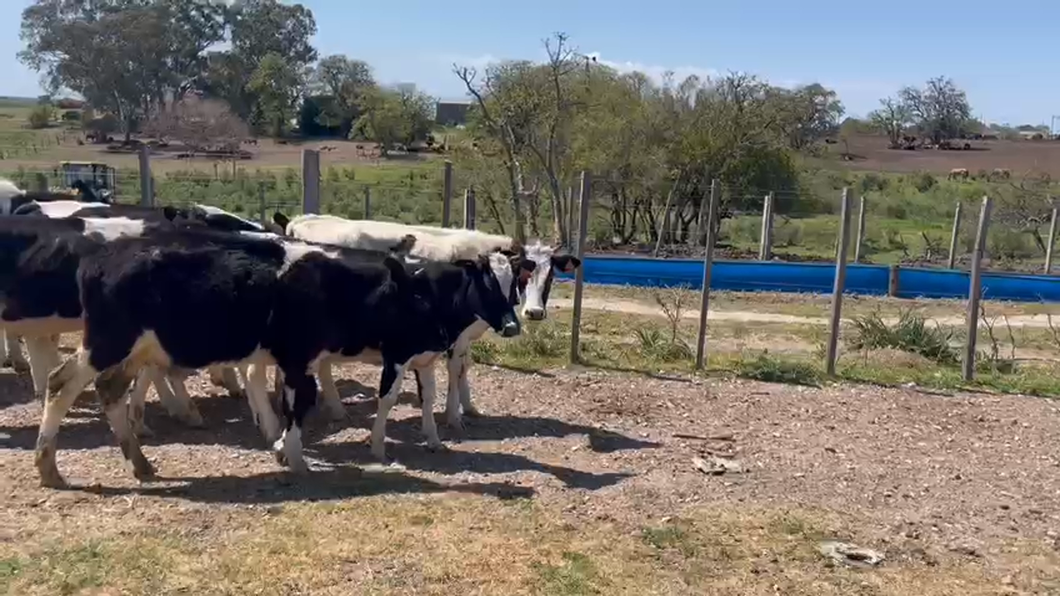 Lote 14 Terneros Holando a remate en 9° Entre Martillos 270 kg -  en Feliciano