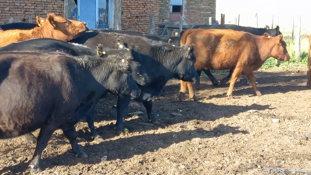 Lote 15 Vacas usadas preñadas en Saavedra, Buenos Aires