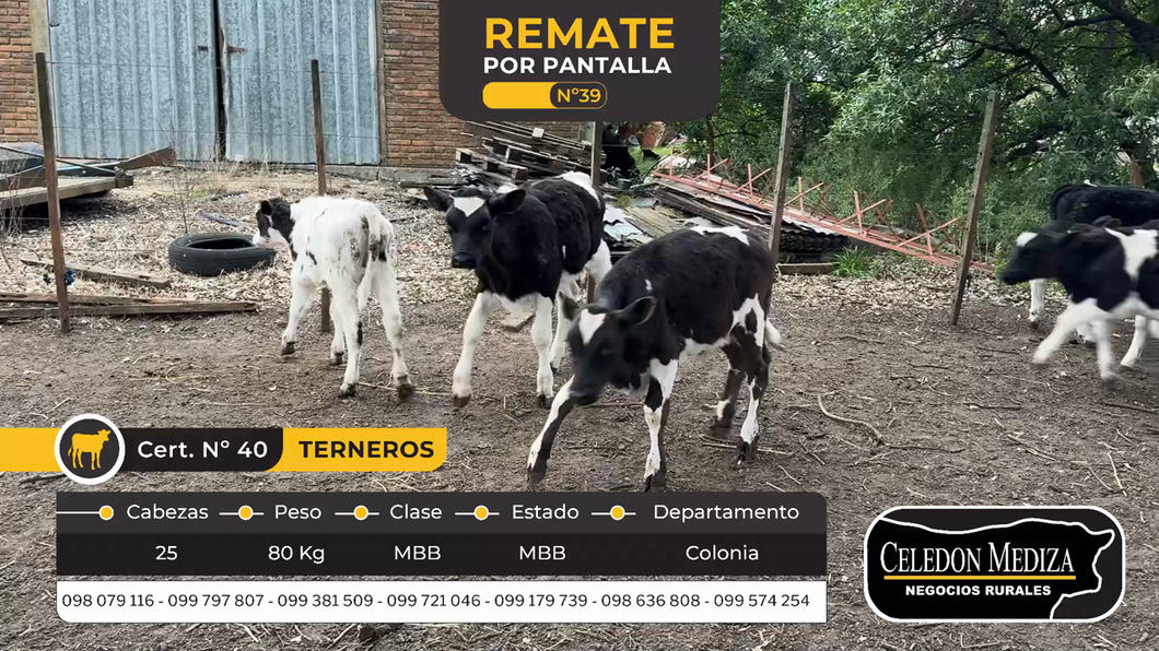 Lote 25 Terneros en Estanzuela, Colonia