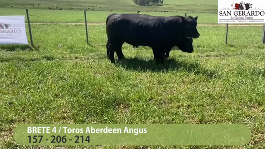 Lote 3 Toros Aberdeen Angus a remate en San Gerardo 2023, Lavalleja