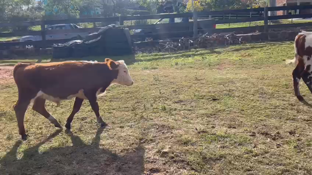 Lote 2 Terneros NORMANDO HEREFORD a remate en Pantalla - Luis Zaldua 205kg -  en ARENITAS