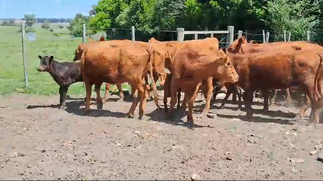 Lote 30 Piezas de cría Angus colorados a remate en Pantalla Camy 330kg -  en America