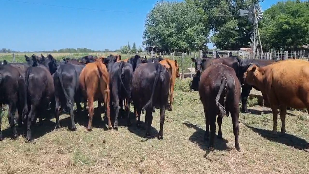 Lote 40 Vaquillonas C/ gtia de preñez en Chascomús, Buenos Aires