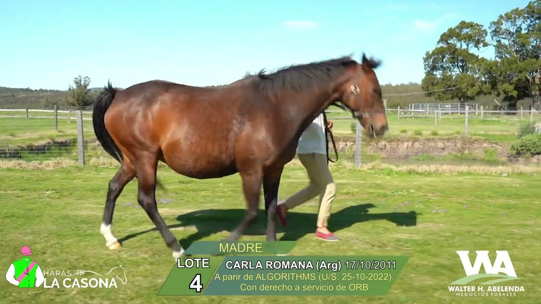 Lote CARLA ROMANA (Arg)