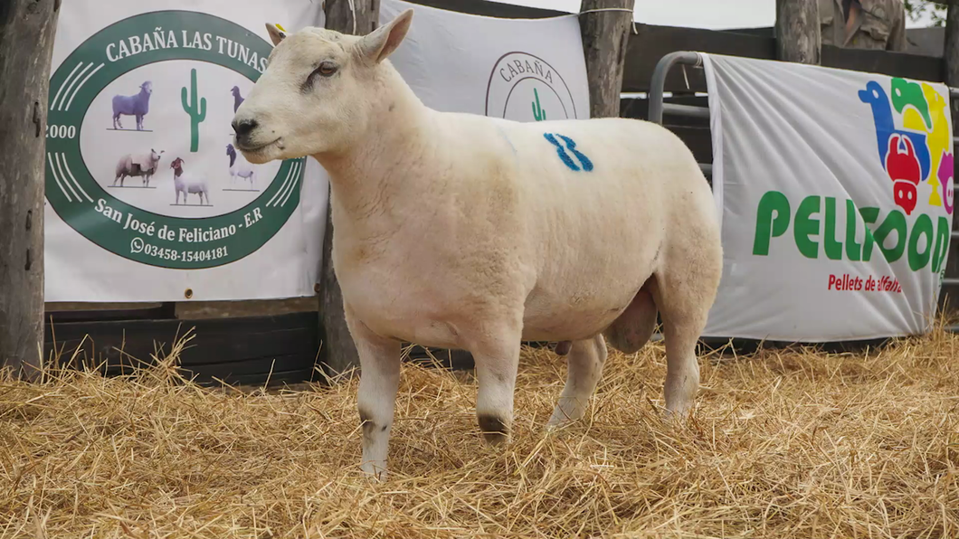 Lote TEXEL MACHO