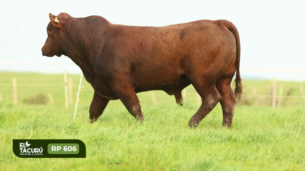 Lote Toros a remate en Subasta Virtual El Tacuru, Montevideo