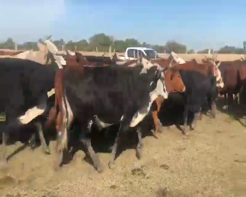Lote 100 Novillos en Mburucuyá, Corrientes