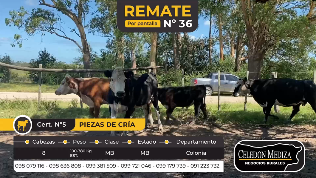 Lote 8 Piezas de cría en Colonia