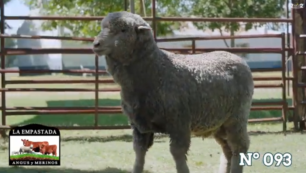 Lote Merino Donhe