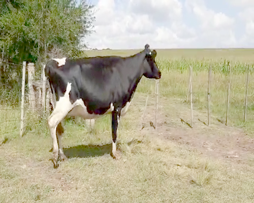 Lote Vaca HOLANDO a remate en Pantalla Camy 500kg - , San José