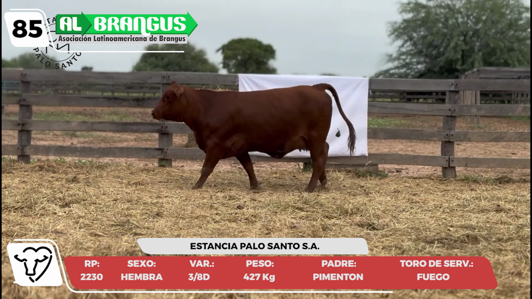 Lote LOTE 85 -CAMPO