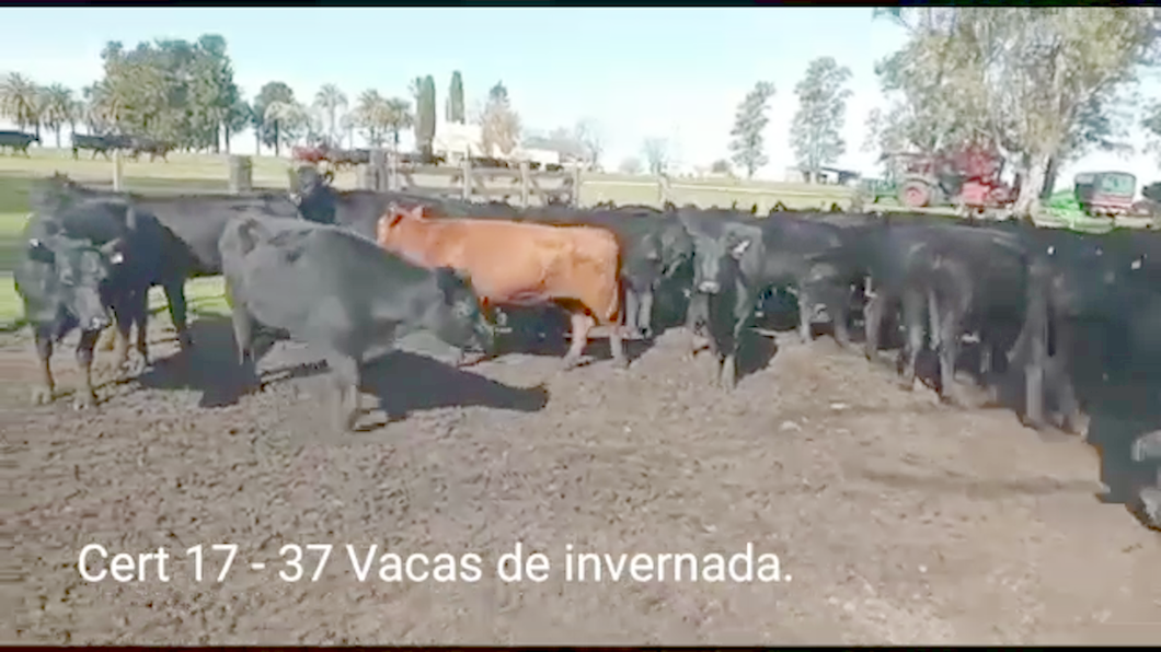 Lote (Vendido)37 Vacas de Invernada 36 ANGUS - 1RA a remate en PANTALLA COCO MORALES 375kg -  en PARAJE RINCON DE PEREZ, RUTA 26 KM 80, A 96 KM DE  PAYSANDU Y A 165KM DE TACUAREMBÓ.