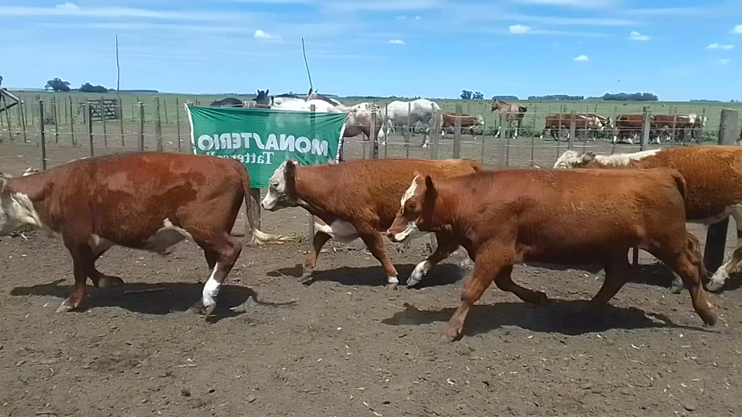 Lote 16 Novillitos en Tandil