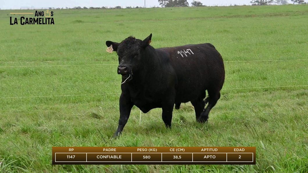 Lote Rp 1147 - Angus La Carmelita