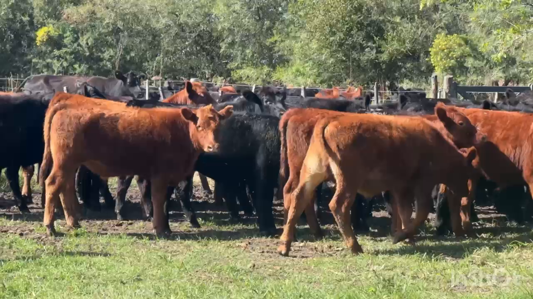 Lote 60 Terneros