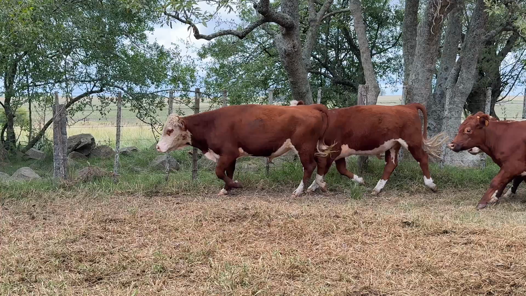 Lote NOVILLOS 1 a 2 AÑOS