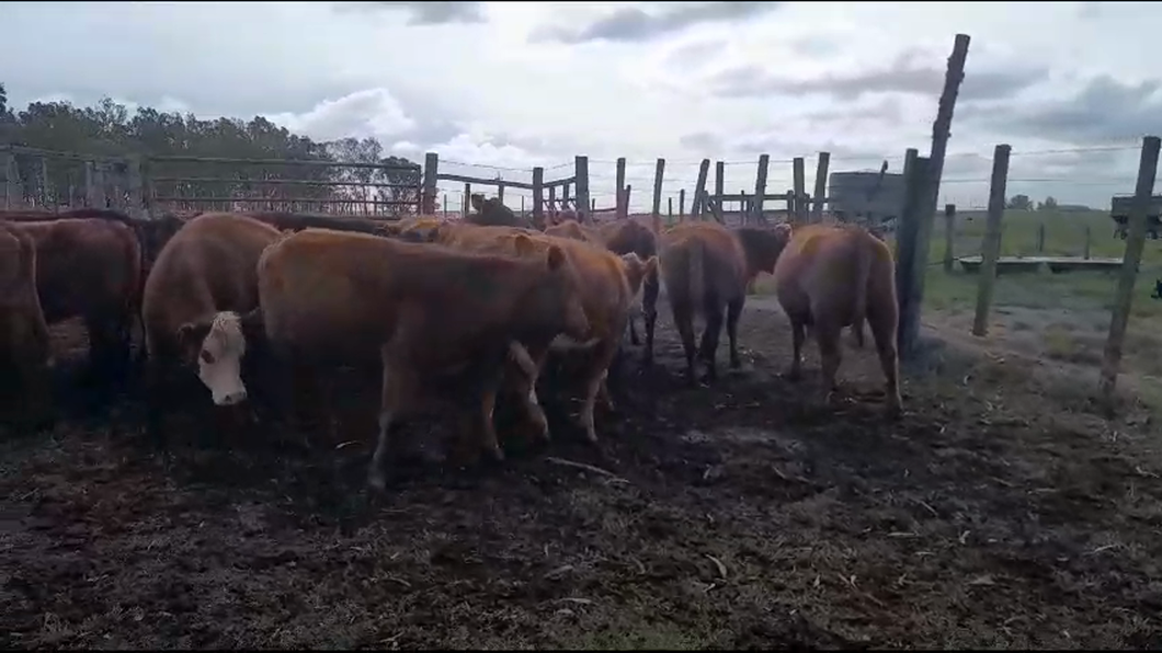 Lote 20 Vacas de Invernada a remate en Aniversario 115 Años - Camy en San Gregorio