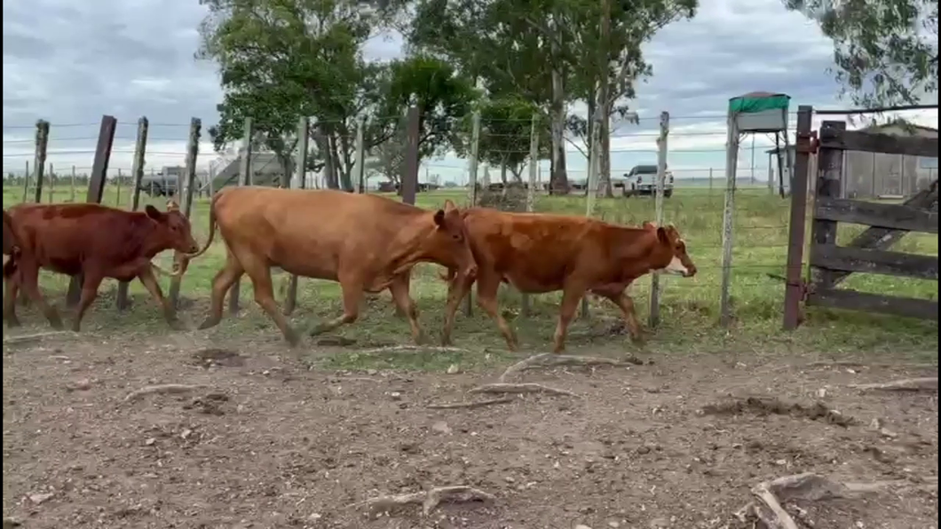 Lote PIEZAS DE CRIA