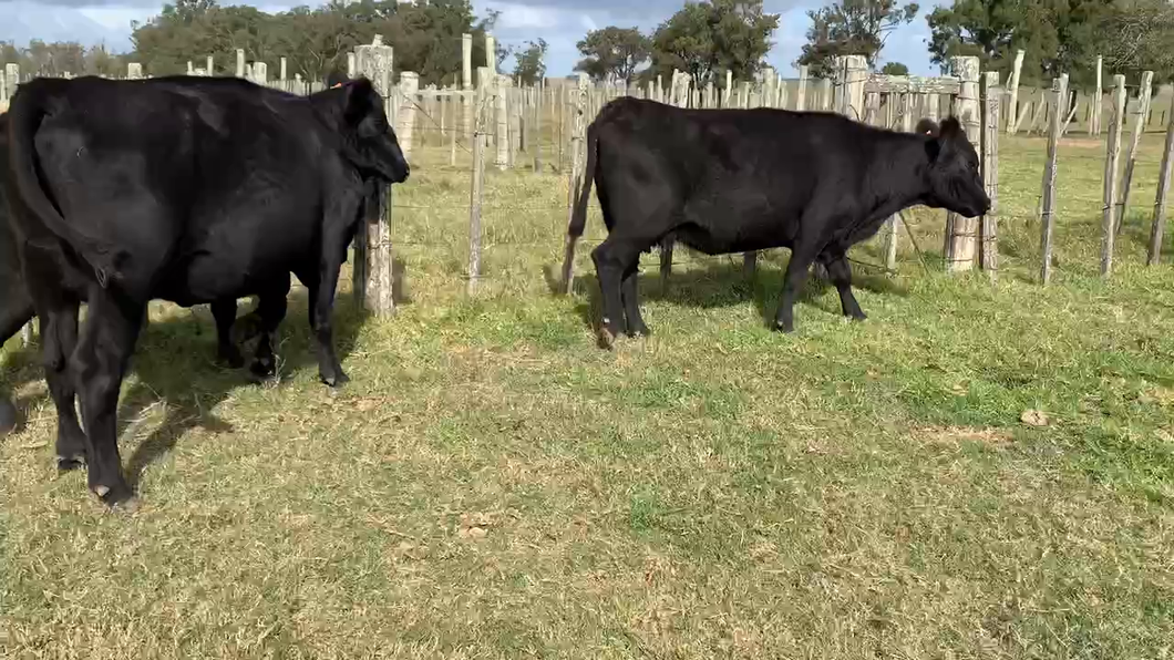 Lote 3 Vacas de Invernada en Tupambaé, Cerro Largo