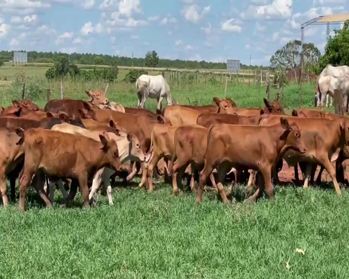 Lote 145 Terneros en Candelaria, Mendoza