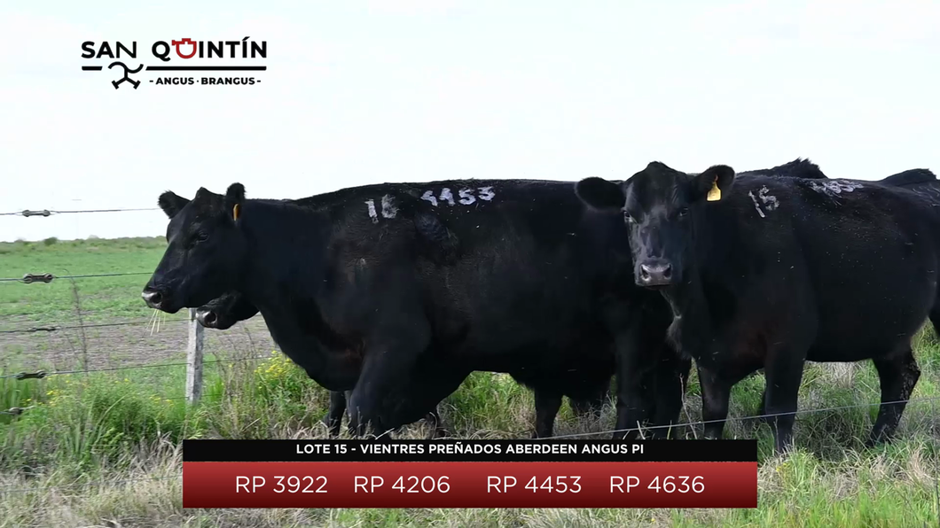 Lote LOTE 15 - VIENTRES PREÑADOS ABERDEEN ANGUS PI