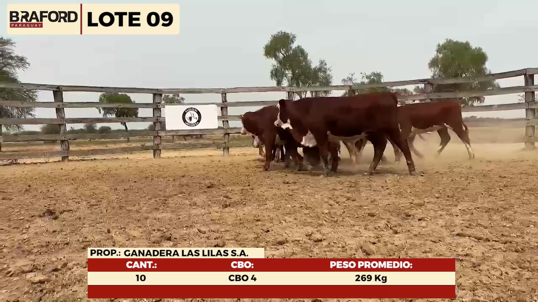 Lote LOTE 9- HEMBRAS TIPO BRAFORD