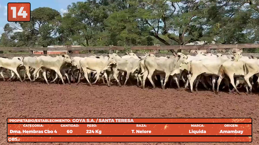 Lote LOTE 14