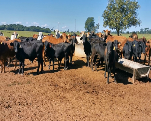 Lote 47 Desmamantes machos Brangus e hibridos a remate en Remate Virtual 217kg -  en San Estanislao