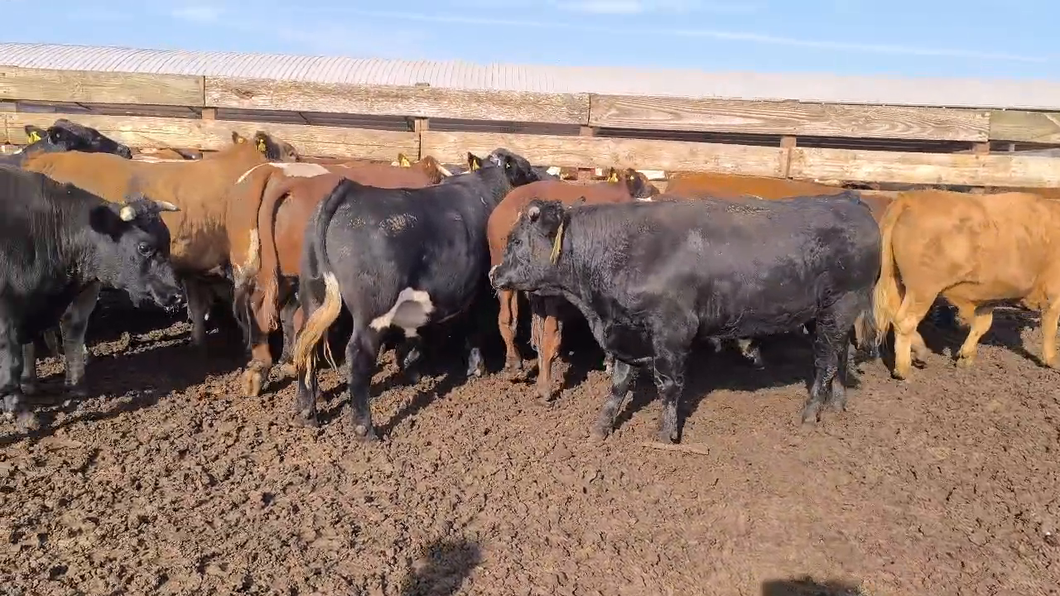 Lote 20 Novillo Gordo en Los Ángeles, VIII Región Biobío