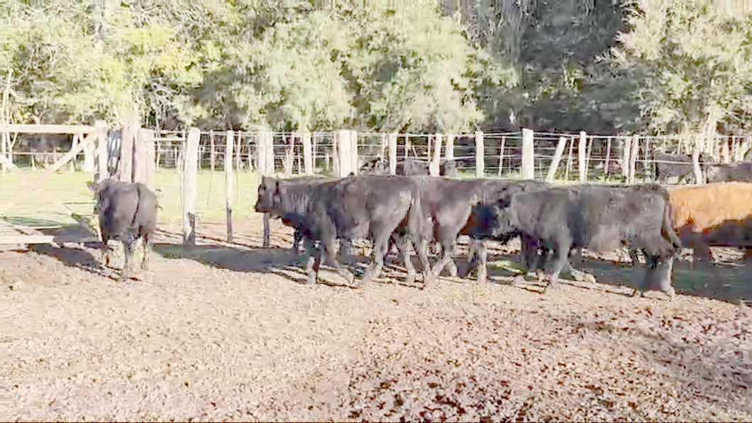 Lote 65 Terneros en Verónica, Buenos Aires