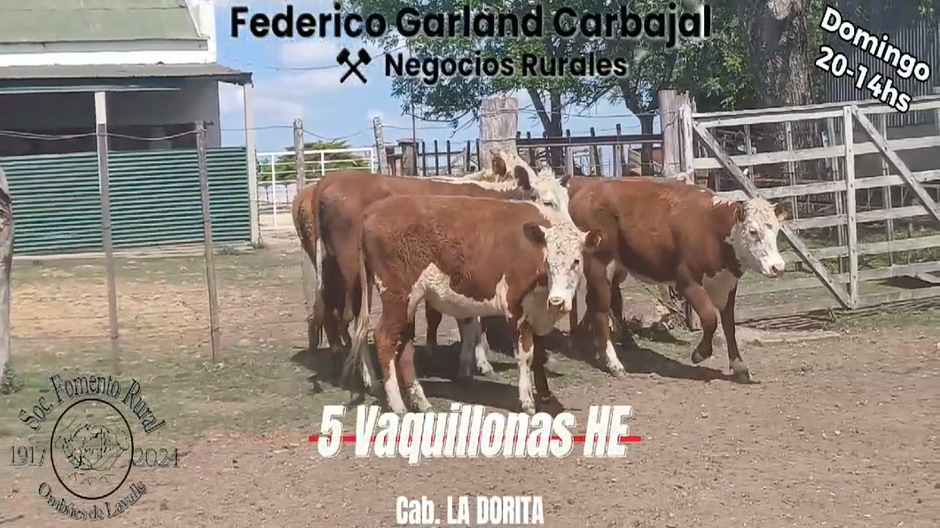 Lote 5 Vaquillonas 1 a 2 años HEREFORD a remate en Expo Ombues en OMBUES DE LAVALLE