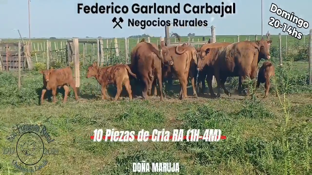 Lote 10 Piezas de cría RED ANGUS a remate en Expo Ombues en OMBUES DE LAVALLE